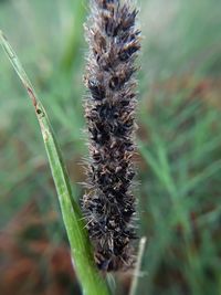 Close-up of caterpillar on plant at field