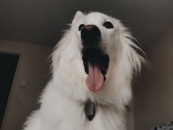 Close-up of dog yawning