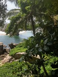 View of palm trees on beach