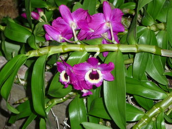 Close-up of wet pink flowers blooming outdoors