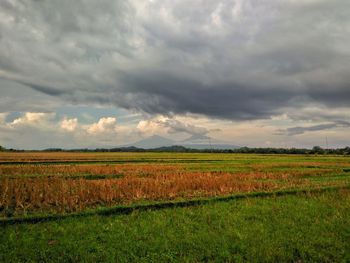 Scenic view of agricultural field against sky