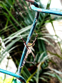 Close-up of dragonfly on plant