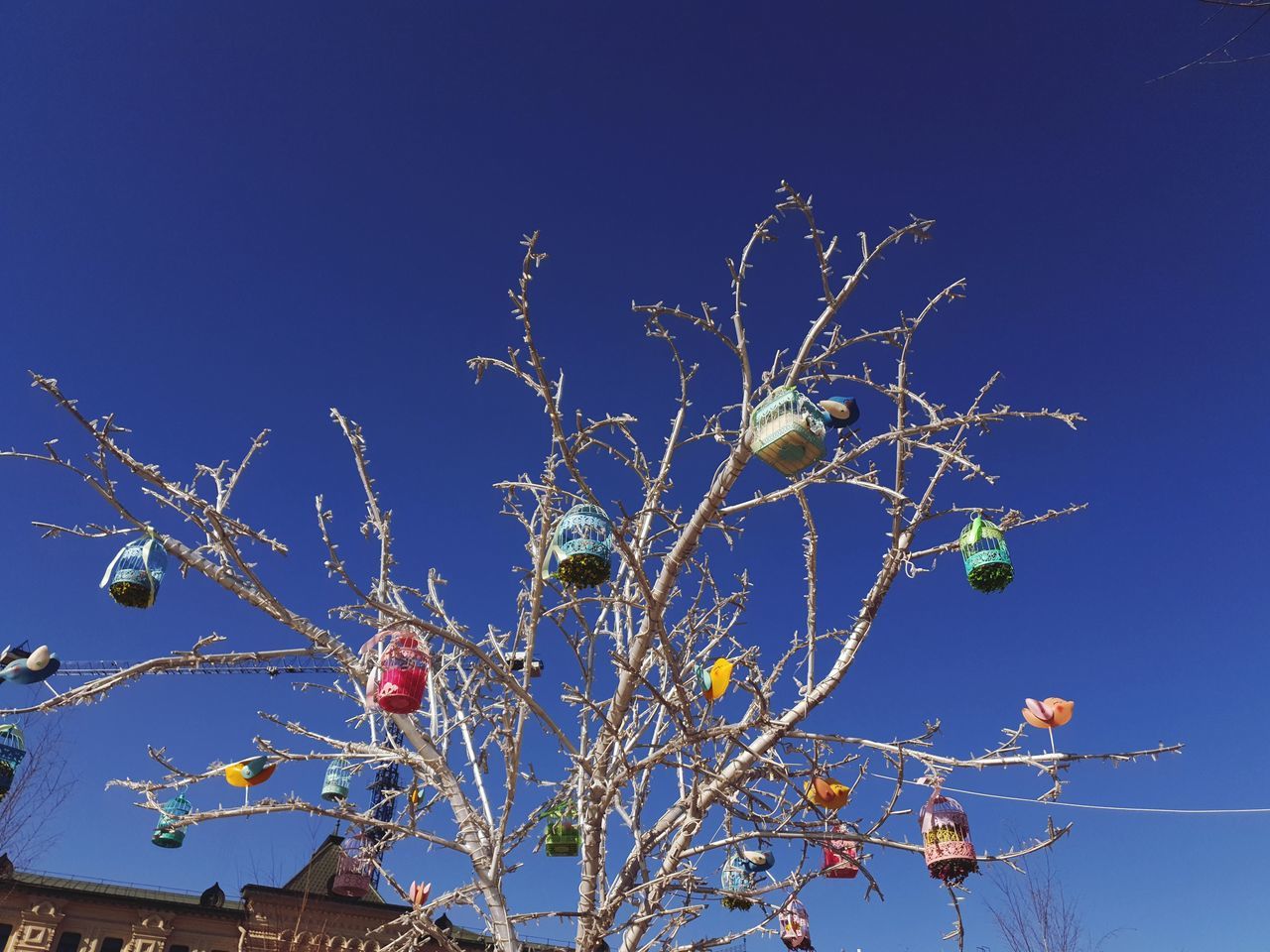 LOW ANGLE VIEW OF TREE AGAINST BLUE SKY