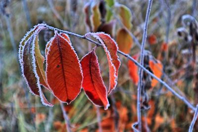 Close-up of red leaves on plant during autumn