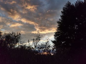 Low angle view of silhouette trees against sky during sunset