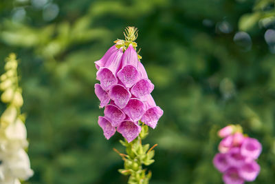 Close-up of pink flowering plant