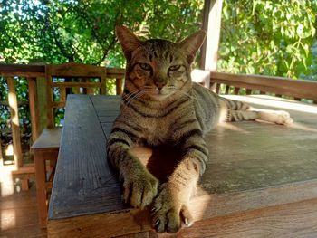 Portrait of a cat sitting on table