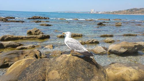High angle view of gray heron perching on rock by sea against sky