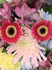 High angle view of pink daisy flowers