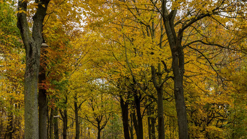 Scenic view of autumnal trees
