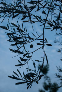 Low angle view of silhouette tree against sky