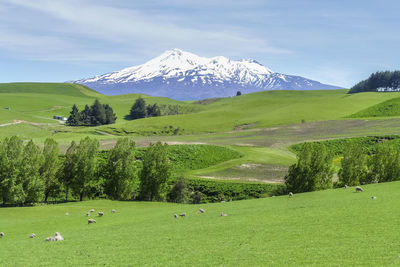 Sunny idyllic scenery around mount ruapehu at the north island of new zealand