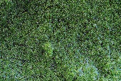 Full frame shot of moss