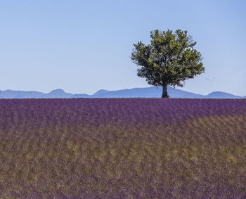 Tree on field against clear sky