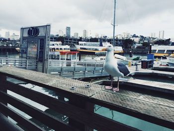 Seagull on roof at harbor