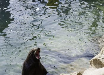 Seal swimming in lake