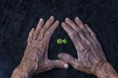 Cropped hand of woman holding seashell