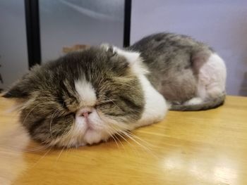 Close-up of a cat sleeping on floor