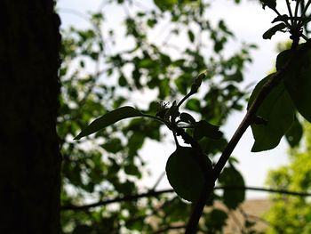 Close-up low angle view of leaves