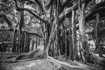 Trees in forest