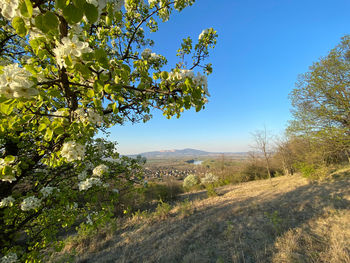 Scenic view of field against clear blue sky