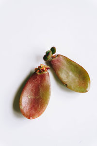 Close-up of apple against white background