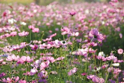 Close-up of flowers blooming in field