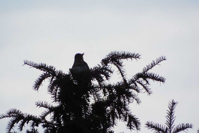 Low angle view of silhouette bird perching on tree against sky