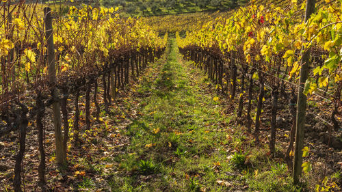 View of vineyard against clear sky