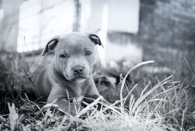 Close-up portrait of dog sitting on grass