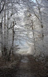 View of trees in winter