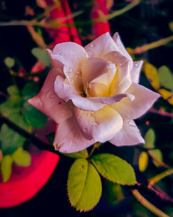 Close-up of pink rose