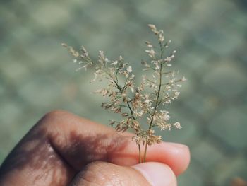 Close-up of hand holding plant