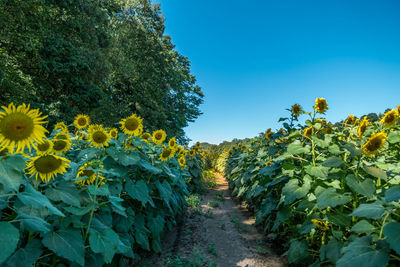 View of yellow flowering plants against clear blue sky