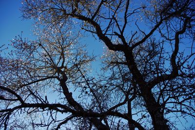 Low angle view of bare tree against clear blue sky