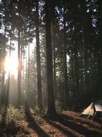 Trees in forest against sky