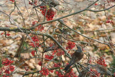 Close-up of red berries on tree