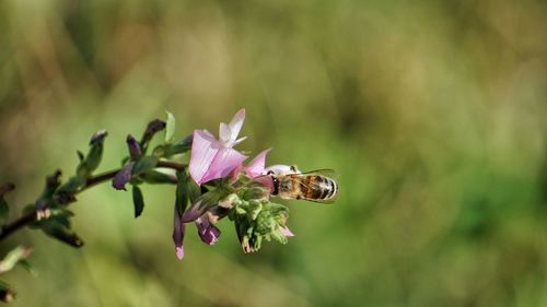 Close-up of insect on pink flower