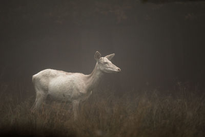 View of deer standing on field