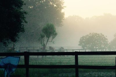 Trees in foggy weather