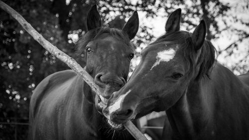 Portrait of horse in ranch
