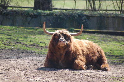 Close-up of horse on field