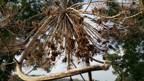 Pine tree branch during winter