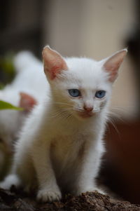 Portrait of white kitten