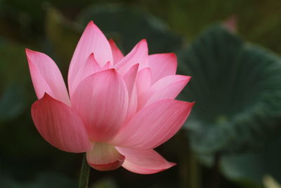 Close-up of pink lotus  in pond