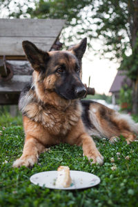 Close-up of dog in yard