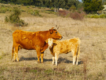 Cow and calf on landscape