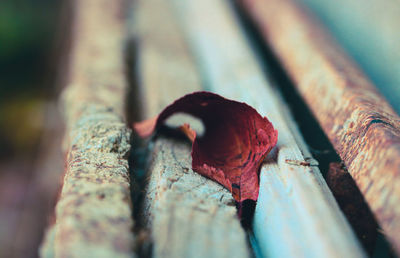 Single red leaf on a bench