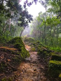 Dirt road in forest