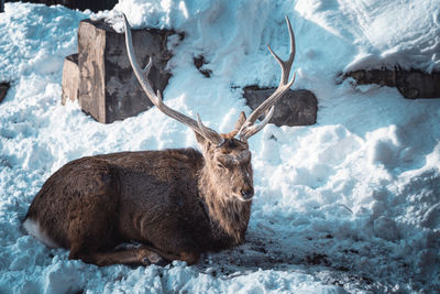 Deer in snow